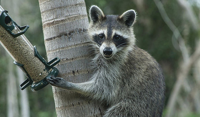 how to keep raccoons away from bird feeders