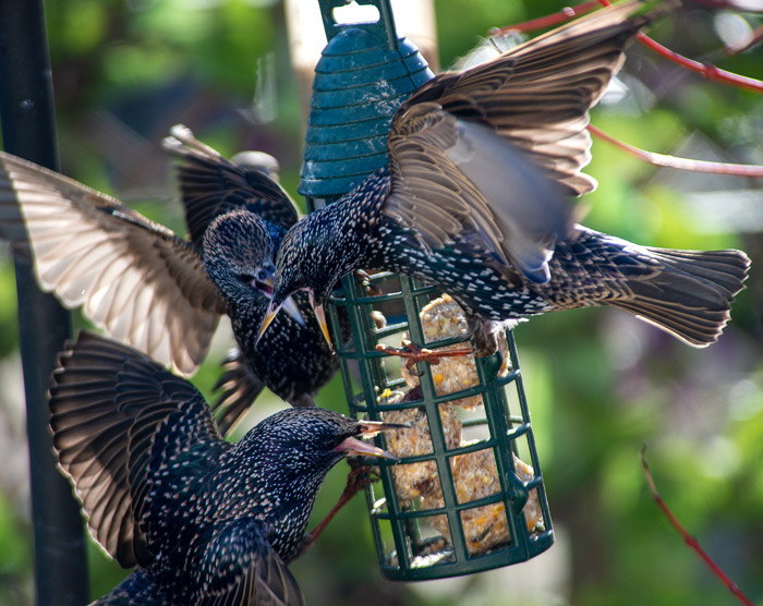 keep starlings from your property