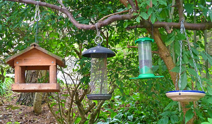 hang a bird feeder from a tree