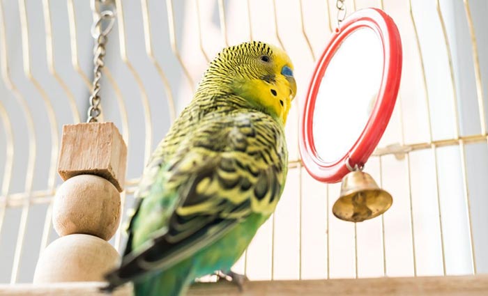 how to clean bird toys