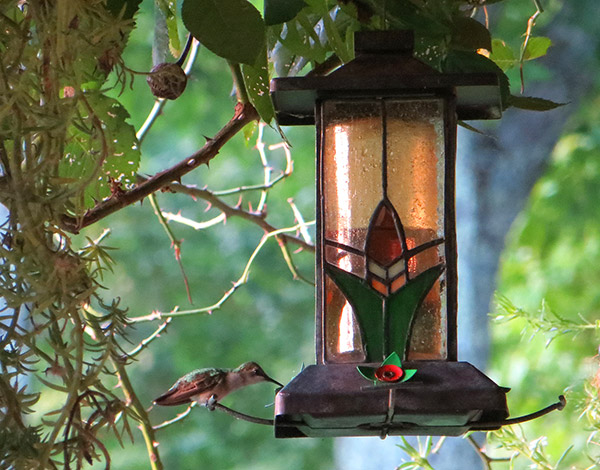 how to hang a bird feeder between two trees