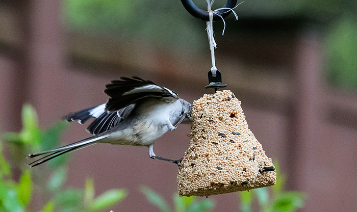 how to hang bird seed bell