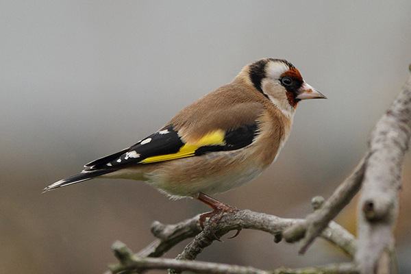 goldfinch eat nyjer seed