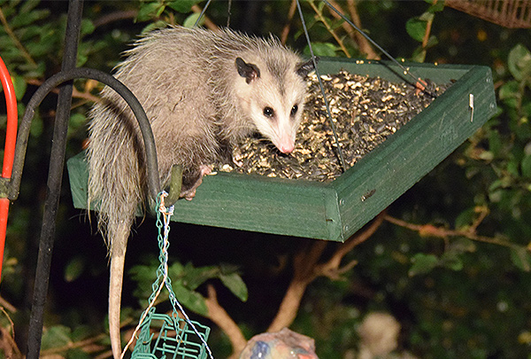 opossums eat bird seed