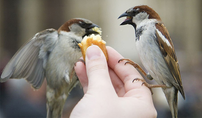 what can you feed birds from your kitchen