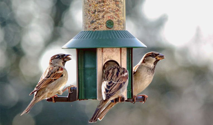 what color attracts birds to a bird feeder