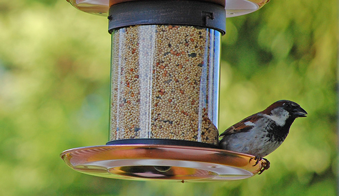what to put under bird feeders