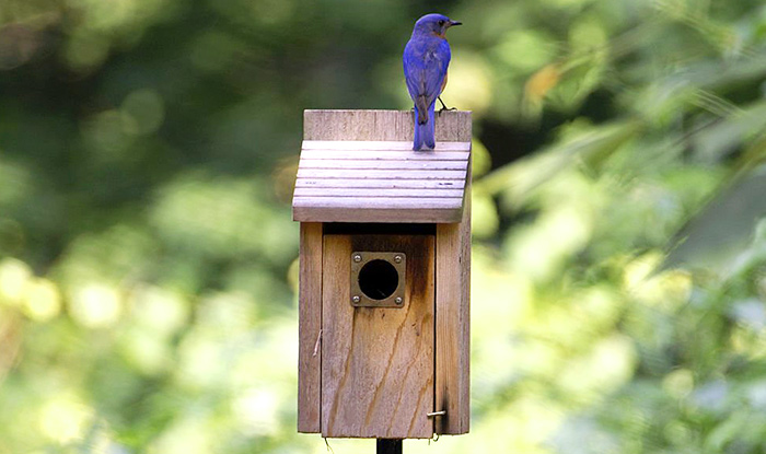 where to place bluebird house